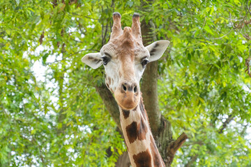 Close-up portrait of a giraffe's head with lush green trees in the background at a safari park. © Alvi Prasetya