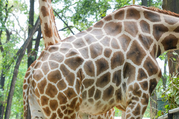 Abstract close-up of a giraffe's unique brown and white spotted skin pattern. © Alvi Prasetya