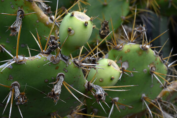 Figuier de  barbarie avec des fruits en gros plan