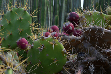 Figuier de  barbarie avec des fruits en gros plan