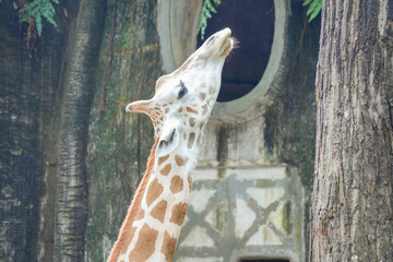 Close-up portrait of a giraffe's head with lush green trees in the background at a safari park. © Alvi Prasetya