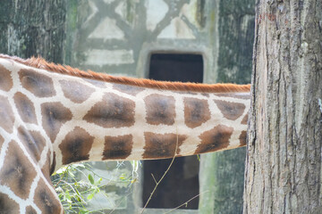 Side view of a giraffe neck and head reaching into green leafy branches to eat in a lush, sunny forest park environment.