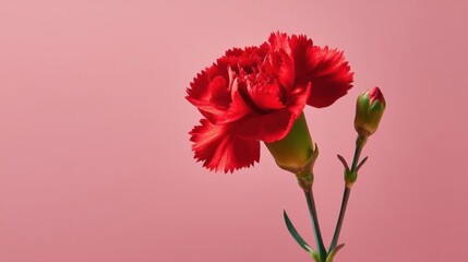 Obraz premium A vibrant red flower in full bloom with a partially opened bud against a soft pink background,