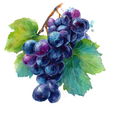 A watercolor painting of a cluster of ripe, purple grapes with green leaves on a black background