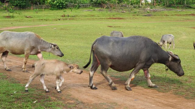 The water buffalo (Bubalus bubalis), also called the Asiatic buffalo, domestic water buffalo or Asian water buffalo, is a large bovid originating in the Indian subcontinent and Southeast Asia. 