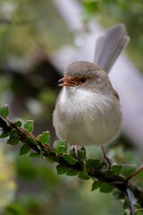 Fototapeta premium robin on a branch it's is the most important part of sustainability and ecosystem and our nature 