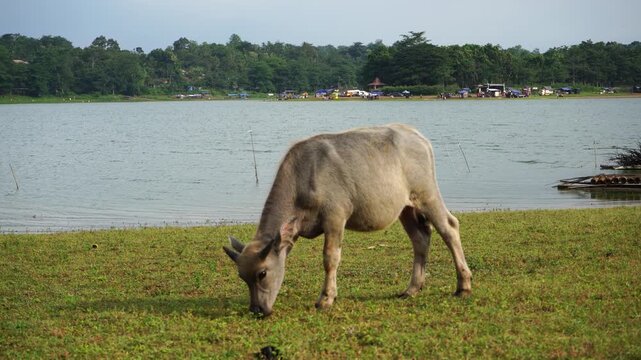 The water buffalo (Bubalus bubalis), also called the Asiatic buffalo, domestic water buffalo or Asian water buffalo, is a large bovid originating in the Indian subcontinent and Southeast Asia. 