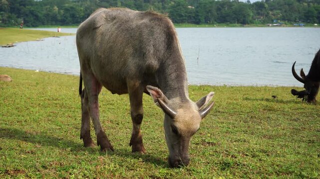 The water buffalo (Bubalus bubalis), also called the Asiatic buffalo, domestic water buffalo or Asian water buffalo, is a large bovid originating in the Indian subcontinent and Southeast Asia. 