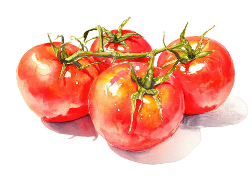 Watercolor depiction of ripe, red tomatoes on a vine, with green stems and leafy details