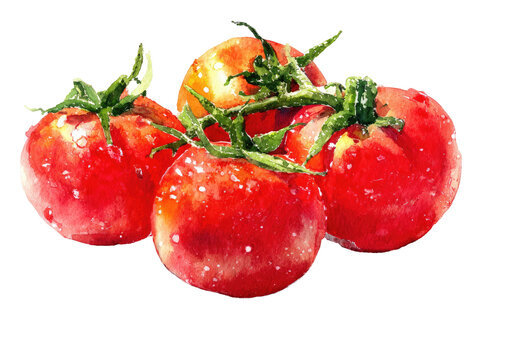 Watercolor depiction of ripe, juicy tomatoes clustered on a green vine with water droplets