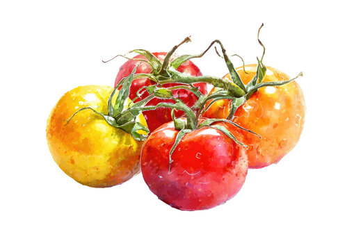 Watercolor painting showcasing a cluster of fresh, ripe tomatoes