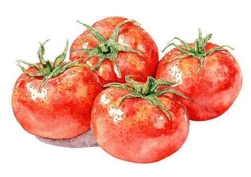 Watercolor depiction of four ripe tomatoes with green stems against a black background