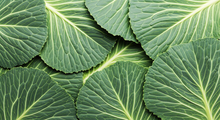 Fototapeta premium Close-up of fresh cabbage leaves with textured green surface 