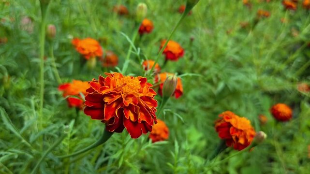 Beautiful blooming marigold flowers in the garden