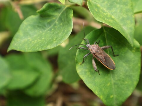 Top view of a leaf footed bug (Coreidae) sitting on a green leaf in natural outdoor habitat in soft daylight