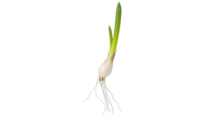 Fototapeta premium Fresh spring onion with roots isolated PNG, scallion bulb with green sprouts on transparent background for cooking and healthy eating