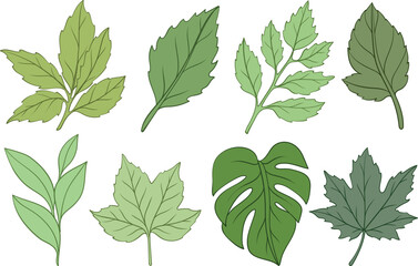 Vector botanical illustration set featuring a collection of hand drawn green leaves. Includes basil , bay , mint sprig, tea , eucalyptus , maple , monstera, and grape leaf. © mirifadapt