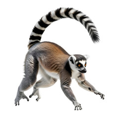 Fototapeta premium Ring-tailed Lemur Isolated on White Background , Isolated on Transparent Background 