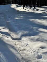 Snowy Path in Winter Pine Forest Landscape