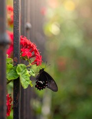 Black butterfly on red flowers with soft bokeh background
