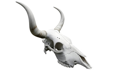Fototapeta premium White animal skull with long horns, bovine bone structure, isolated on white, Generative Ai