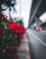 Red flowers growing beside urban road with bokeh background
