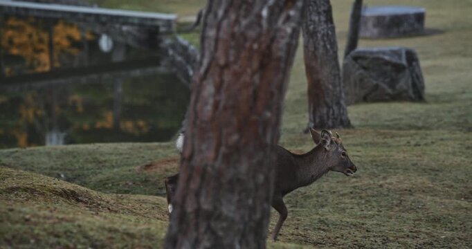 Deer walking then running across autumn park and grassy hills near pond - slow motion