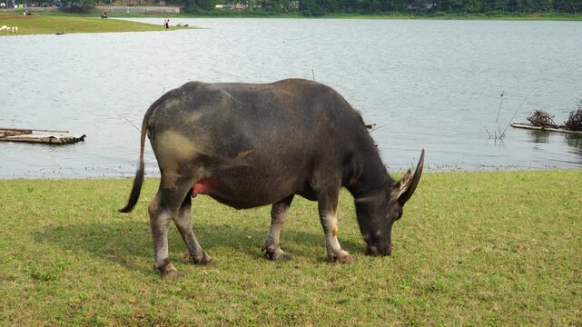 The water buffalo (Bubalus bubalis), also called the Asiatic buffalo, domestic water buffalo or Asian water buffalo, is a large bovid originating in the Indian subcontinent and Southeast Asia. 
