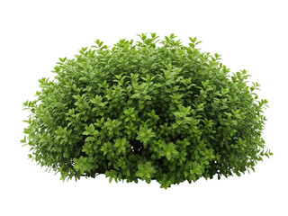 Fototapeta premium 3d green bush plant, transparent background, cutout png