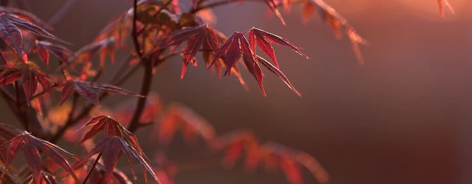 Red Maple Leaves at Sunset