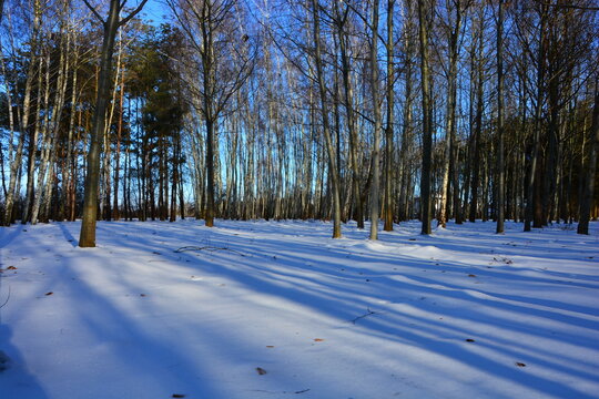 Idyllic snowy park landscape under a cloudless sky, showing tall leafless trees forming a natural wall and casting parallel shadows on the snow