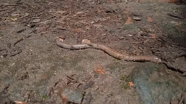 Earthworms (Lumbricus terrestris) crawl on the ground.