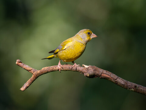 Gr&uuml;nfink, Chloris chloris