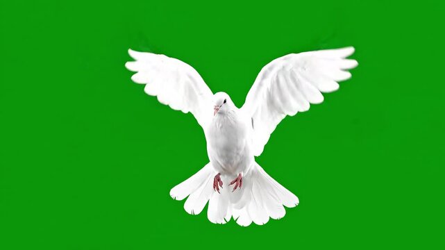 White dove flying front view isolated on green screen background, peace symbol bird with wings fully spread for chroma key compositing