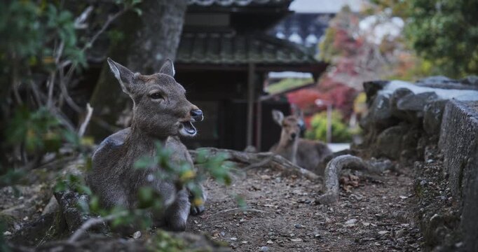 Slow motion shot of deer chewing while laying outside of old Japanese structure