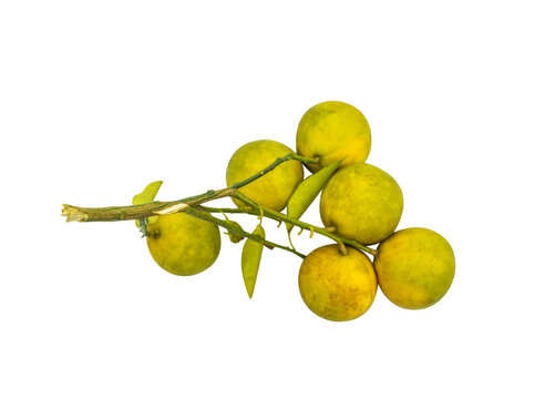 Cluster of ripe yellow citrus fruits with leaves on a branch, isolated on transparent background, studio still life, fresh harvest concept.
