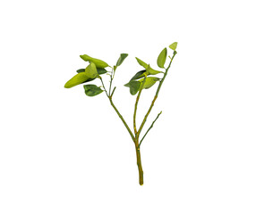 Obraz premium Isolated Green Branch with Leaves: A Transparent Background Perfect for Plant Lovers & Gardening Tools Embracing Environmental Greenery.