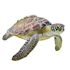 Fototapeta premium Green Sea Turtle with Barnacles Isolated on White Background , Isolated on Transparent Background
