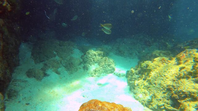 slow motion swim around view of school of striped Zebra Lined black surgeonfish swimming around coral reef in the tidal pool underwater ocean sea salt world with narrow passage and a snorkeler on the 