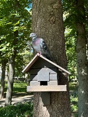Pigeon Standing on Small Birdhouse in City Park