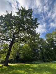 Obraz premium Beautiful Sunny Summer Forest Sunbeams Through Green Trees