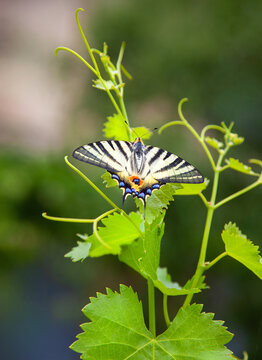 Segelfalter im Weinberg, Iphiclides podalirius