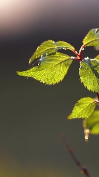 Fresh Green Spring Leaves in Soft Twilight. Vertical