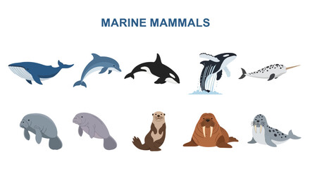 Illustration of ten different marine mammals arranged in two rows under a title © zyaa