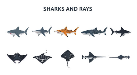 Collection of cartoon illustrations of five sharks and five rays on a white background © zyaa