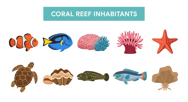 Coral reef inhabitants illustrated in two rows of colorful marine life icons