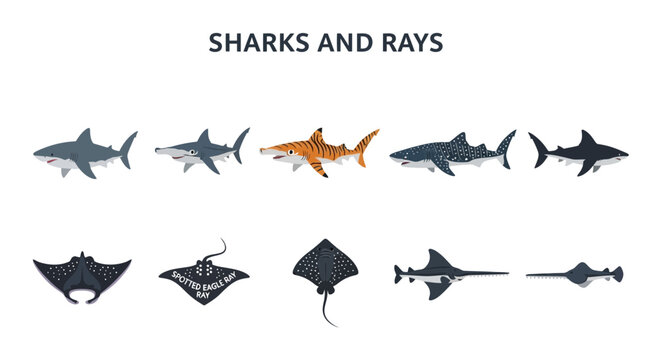 Collection of cartoon illustrations of five sharks and five rays on a white background