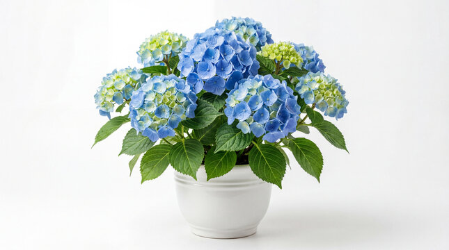 Potted blue hydrangea flowers