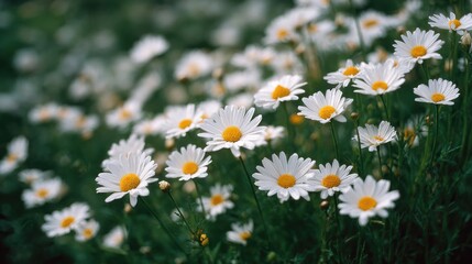 Beautiful White Daisies Blooming in a Lush Green Field Landscape