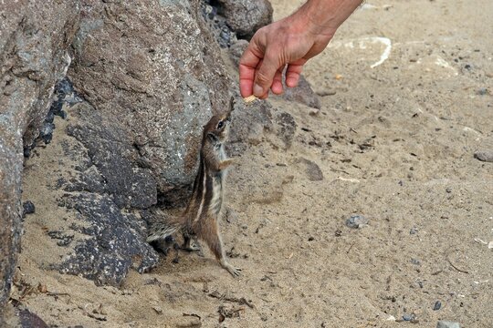 Atlash&ouml;rnchen, Fuerteventura, Costa Calma